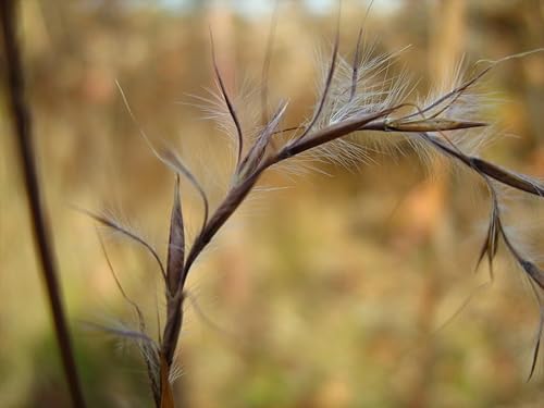 Miniatura 3 de 300 pequeñas semillas de hierba BLUESTEM Schizachyrium Scoparius