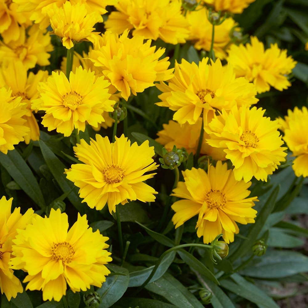 Golden Hills Farm COREOPSIS FLOWER 200+ seeds