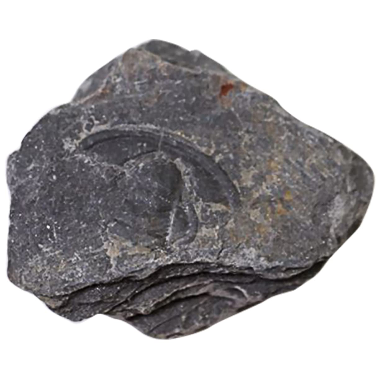 PRETYZOOM 1Pc Authentic Trilobite Educational Paleontology Decor for Science Teaching and Table Adornment for Students