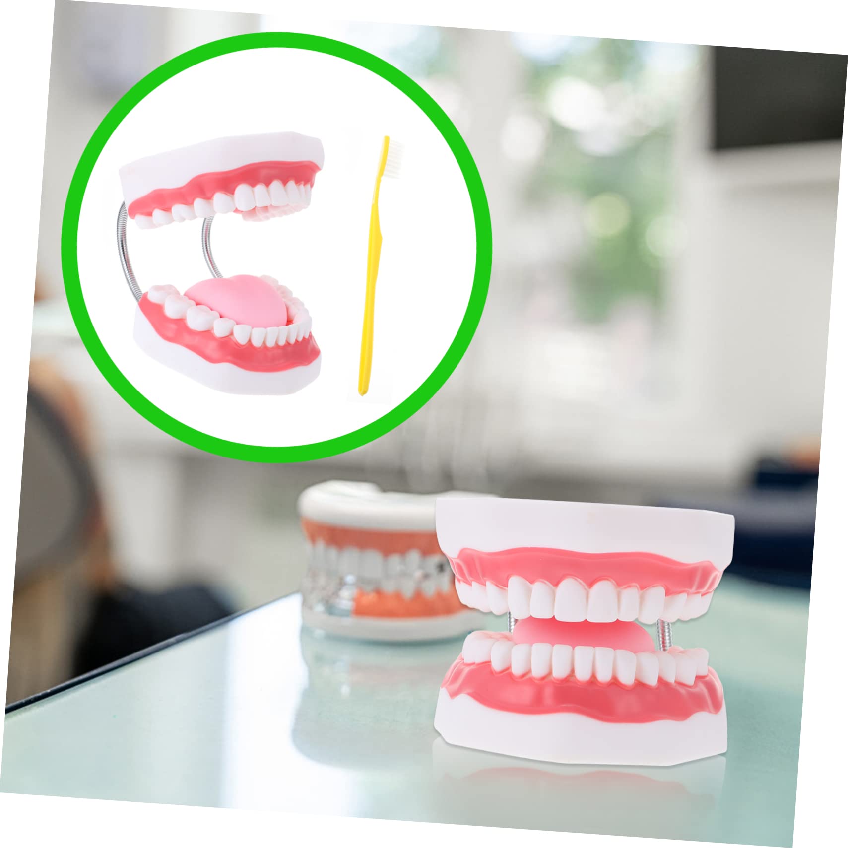 Modello Denti Didattico 6x Bianco Pvc con Spazzolino | Ausilio Educativo per Ragazzo Ragazza, Aspetto Creativo, Interazione Genitore-figlio