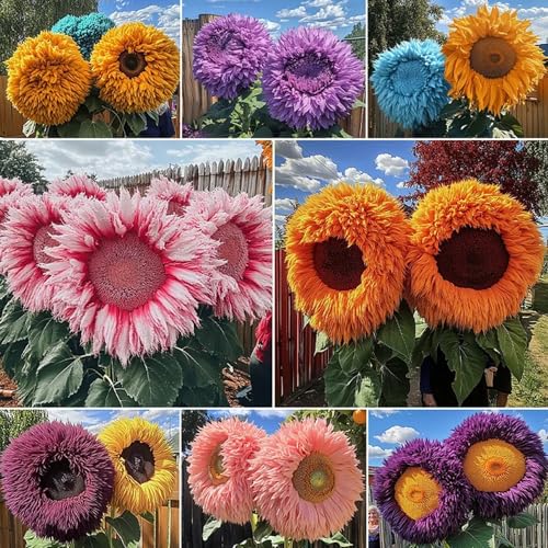Teddy Bear Sunflower Seeds
