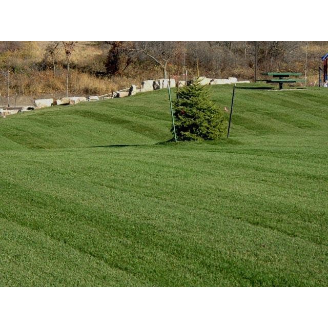 Midnight Kentucky Bluegrass Seed (Certified) - 5 Lbs.