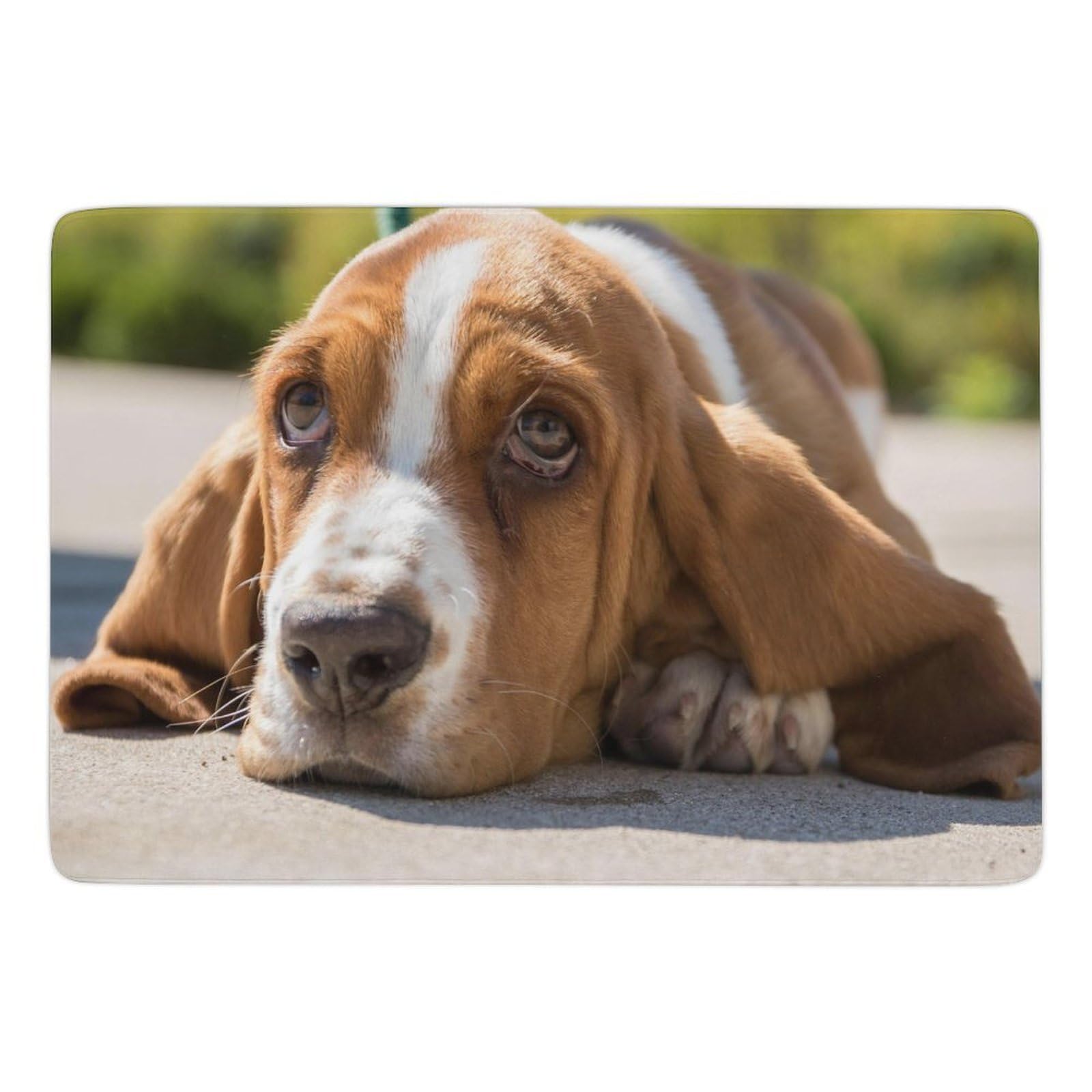 Tapis Basset Hound antidérapant et absorbant en velours pour salon 150x100 cm