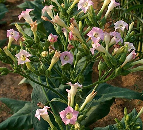 Asklepios-seeds® - 5000 Semillas de Nicotiana tabacum Tabaco de Virginia, petén, hierba...