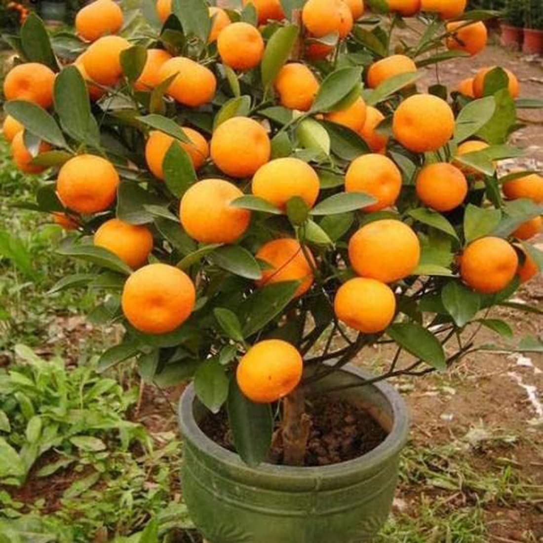 Sarika Nursery Orange Bonsai Live Plant, Orange Fruit Plant (B0C3D57DMM) Amazon Price History, Amazon Price Tracker