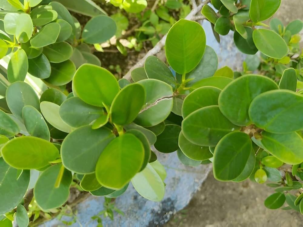 Laurel Fig Live Plant 7-10 Inch Natural Office Decor (1 Live Healthy Plant)-image-6
