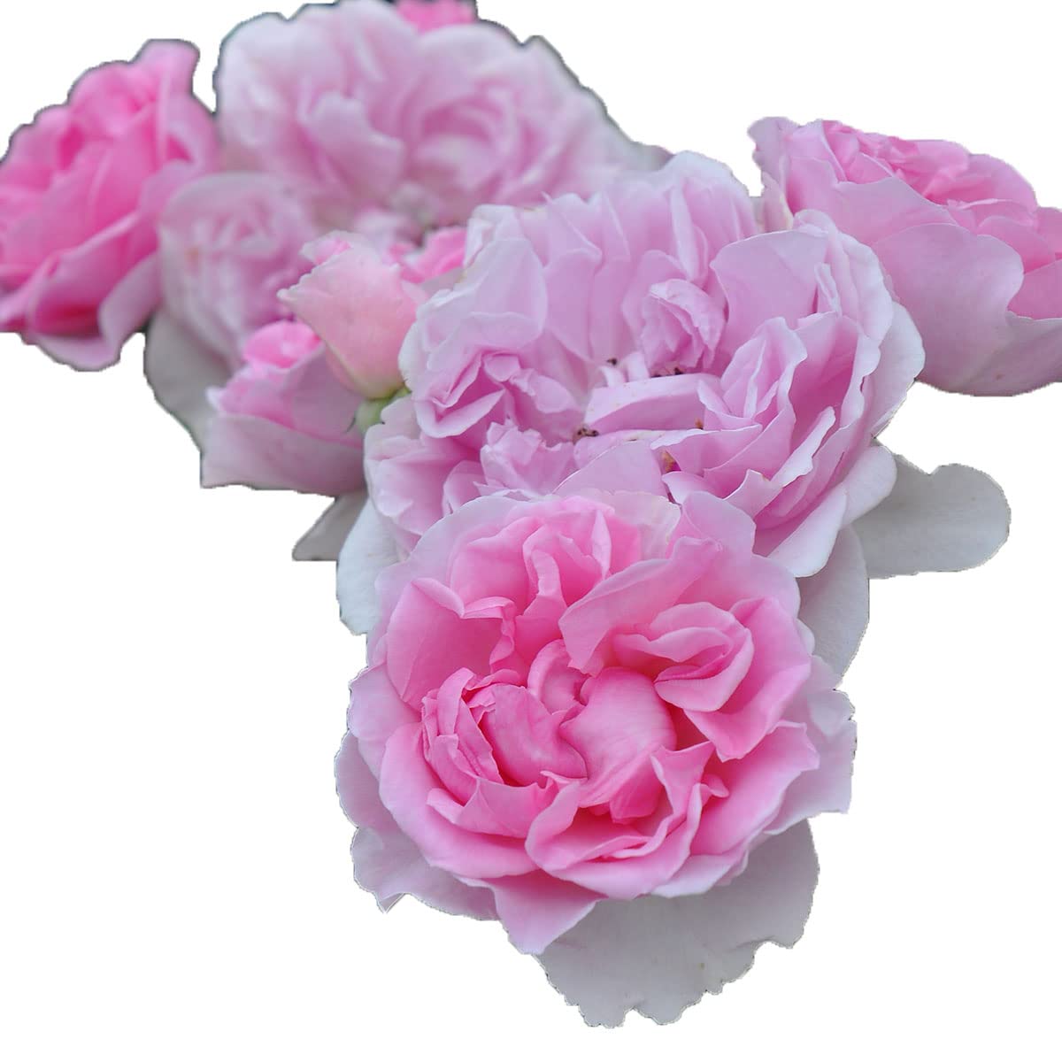 Amazon.co.jp: Pixie Rose Seedlings, Large Japanese Seedlings