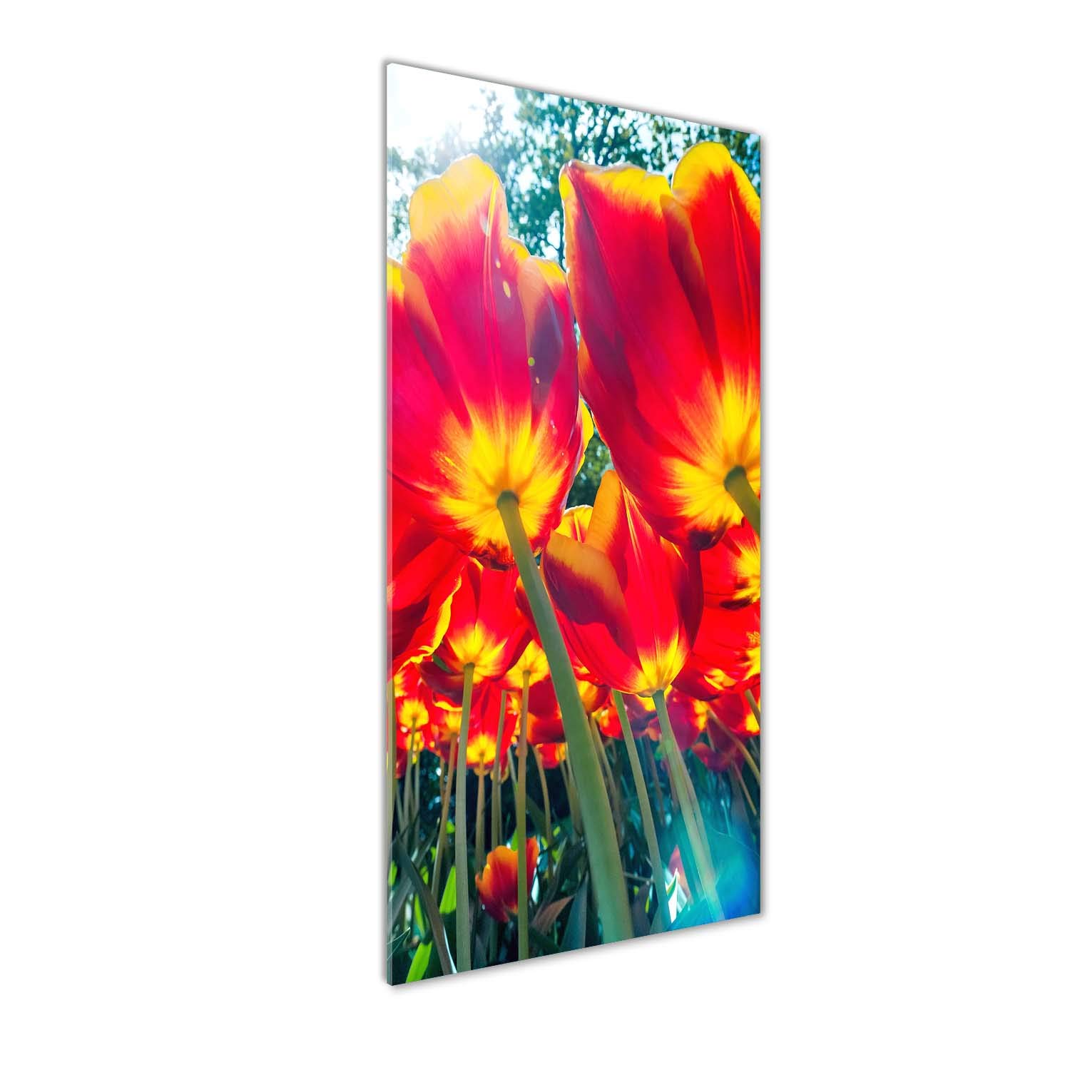 Déco mural derrière le plastique acrylique premium Tulup rouge
