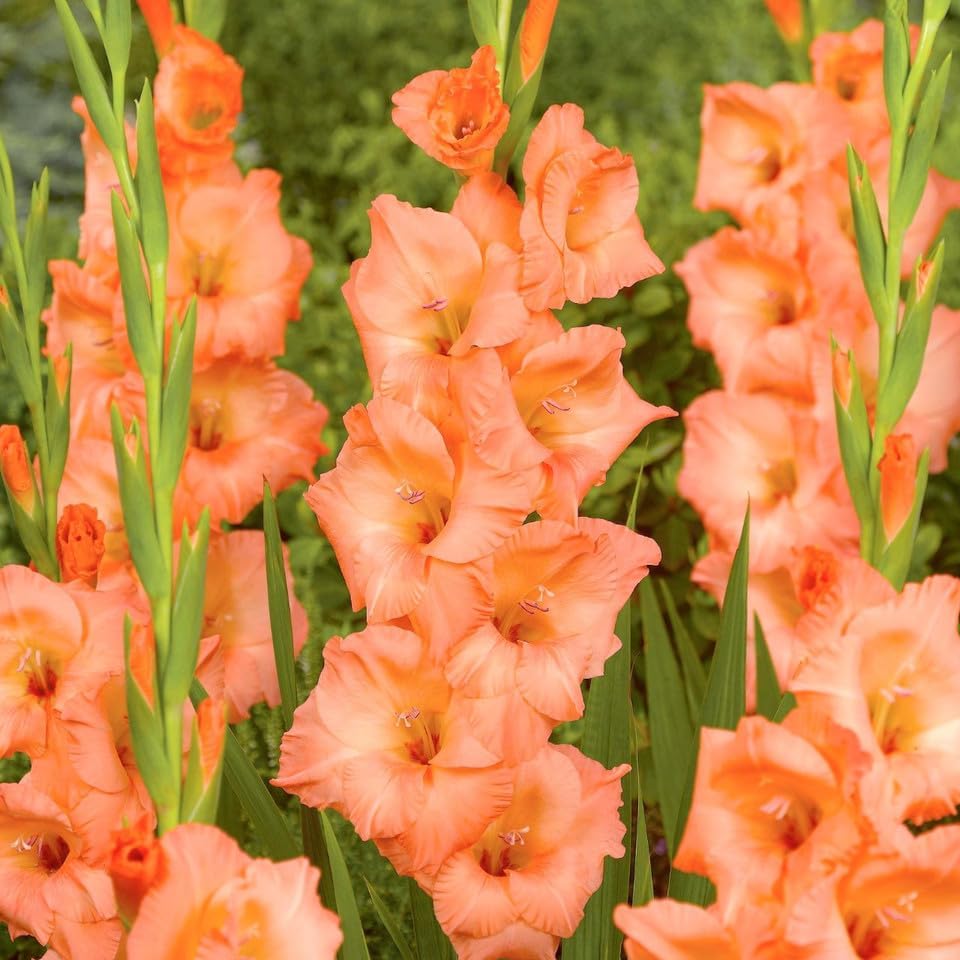 Gladiolus Georgia Peach – Hardy Perennial & Large Flowers for Summer Gardens | Gladiolus Bulbs for Planting, Easy to Grow (25 Pack)