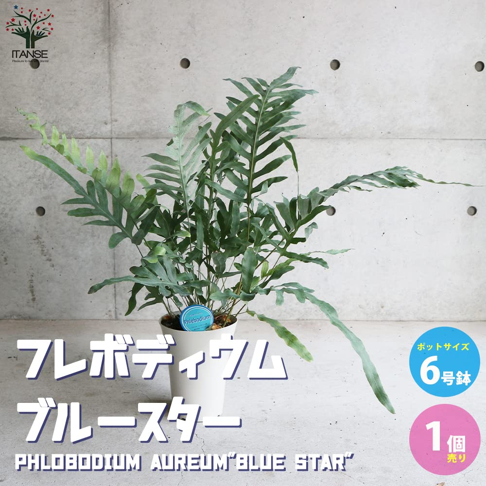 Amazon｜フレボディウム・ブルースター 6号鉢【品種で選べる観葉植物