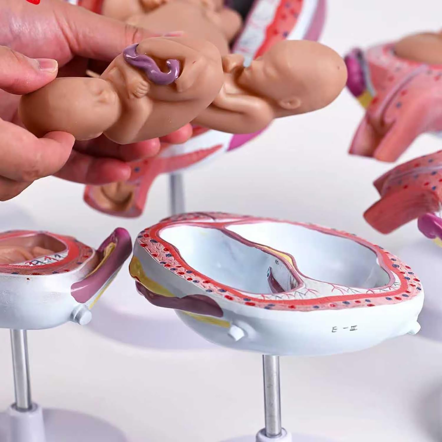 Model rozwoju ludzkiego zarodka, 8-częściowy zestaw ciążowy ze zdejmowanymi częściami, zestaw anatomiczny z PCW do komunikacji lekarz-pacjent