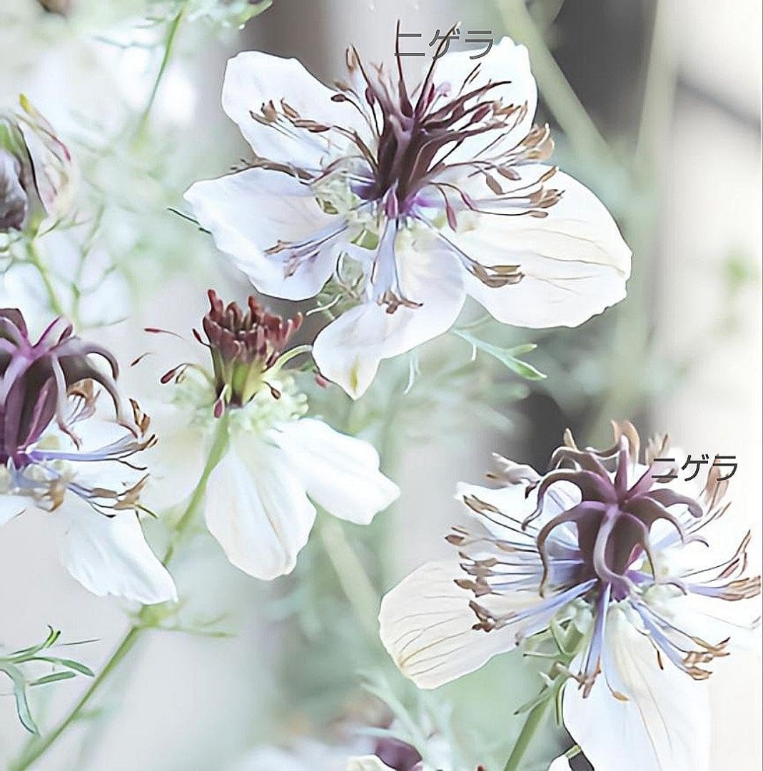 プロテアとニゲラのナチュラルブーケ プロテアとニゲラのナチュラルブーケ