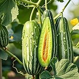 Mixrug Orangic Horned Melon Seeds for Planting Outdoor, 200pcs orned Honey Melons Fruit Seeds Non-GMO Heirloom Banana Melon Cucumber Fruits Plants, Delicious Juicy Plants in Your Home Garden