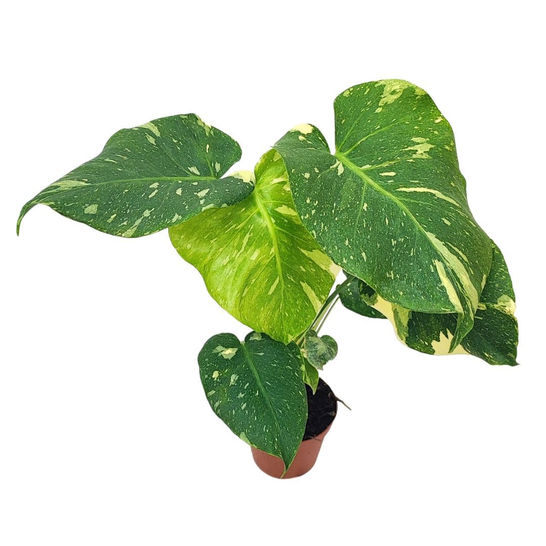 I GIARDINI DI GIULIA - Monstera Thai Constellation | Pianta da Collezione Vero | Crescita Veloce | Purifica l'Aria | Facile Manutenzione | Piante Vere da Interno, Verde e Bianco, 70 cm, Vaso 17 cm