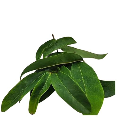 Miniatura 5 de Té orgánico de hoja de guanábana jamaicana – Paquete de 2 (2 x 1 onza) – Hojas de Graviola seleccionadas a mano – Hojas de té secadas a bushtea –