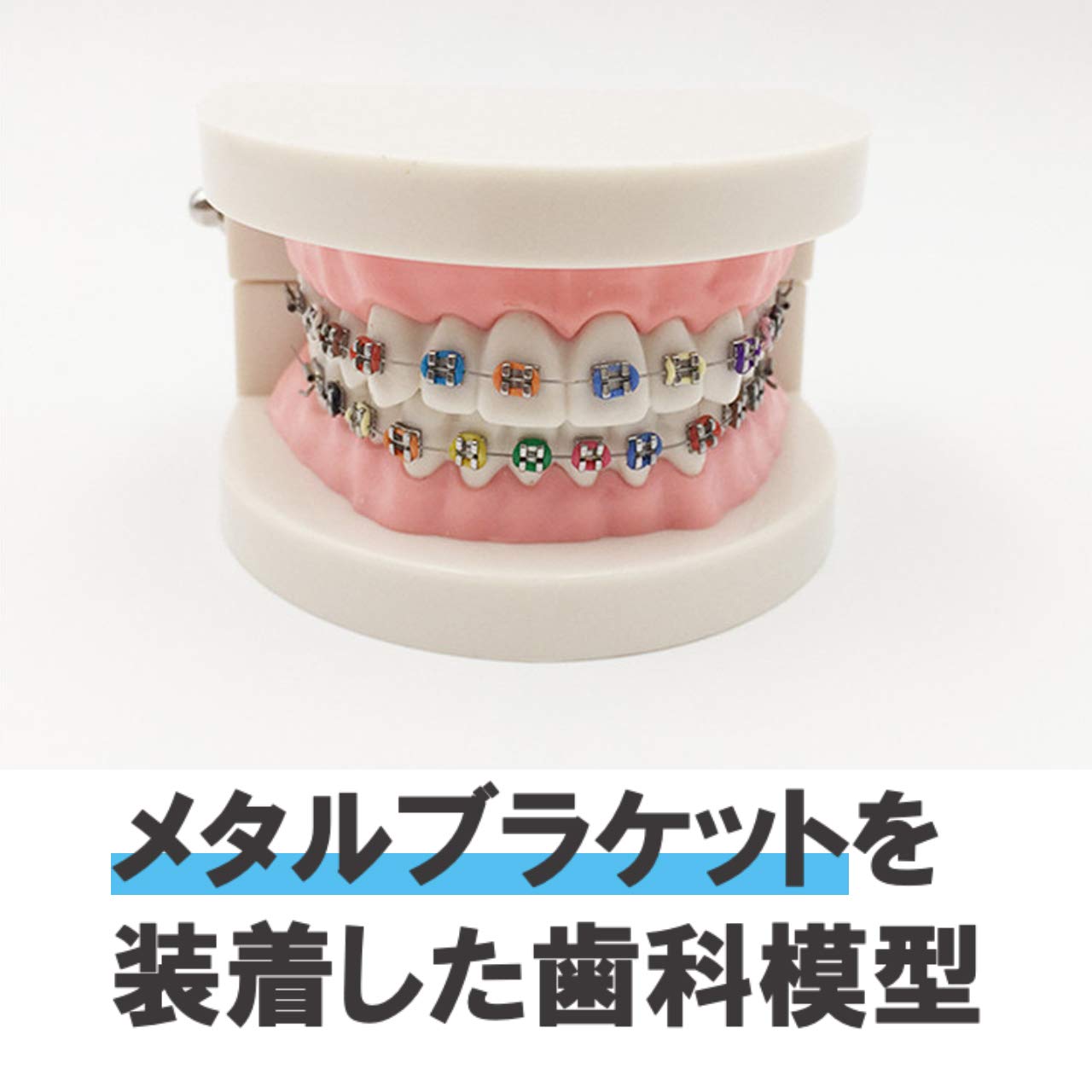 Amazon.co.jp: Island chief 歯科模型 歯列模型 歯磨き指導 歯列矯正 