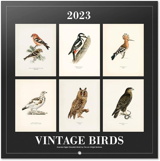 Official Vintage Birds Wall Calendar 2023 12" x 12" FSC®| 12 Month Planner | Square Wall Calendar 2023 | Family Planner Calendar 2023 | Bird Calendar 2023 | + 4 Bonus Months