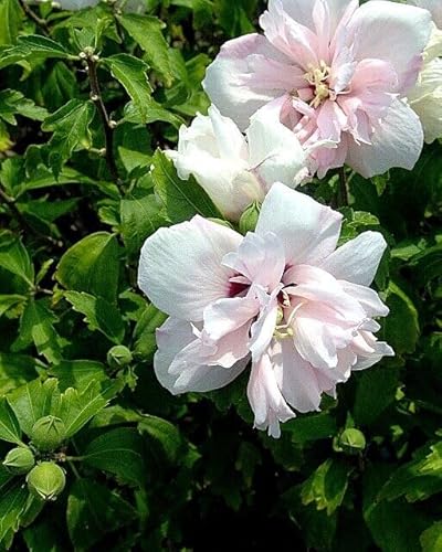 Hibiscus syriacus (The Rose of Sharon) Double Pale Pink x 1 Plant