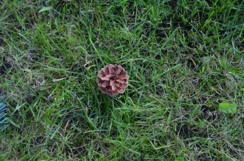 3 x Petling with Fir Grass and Pine Cones with Logbook and Pen Set Complete Package Geocaching Hiding Place - Image 7