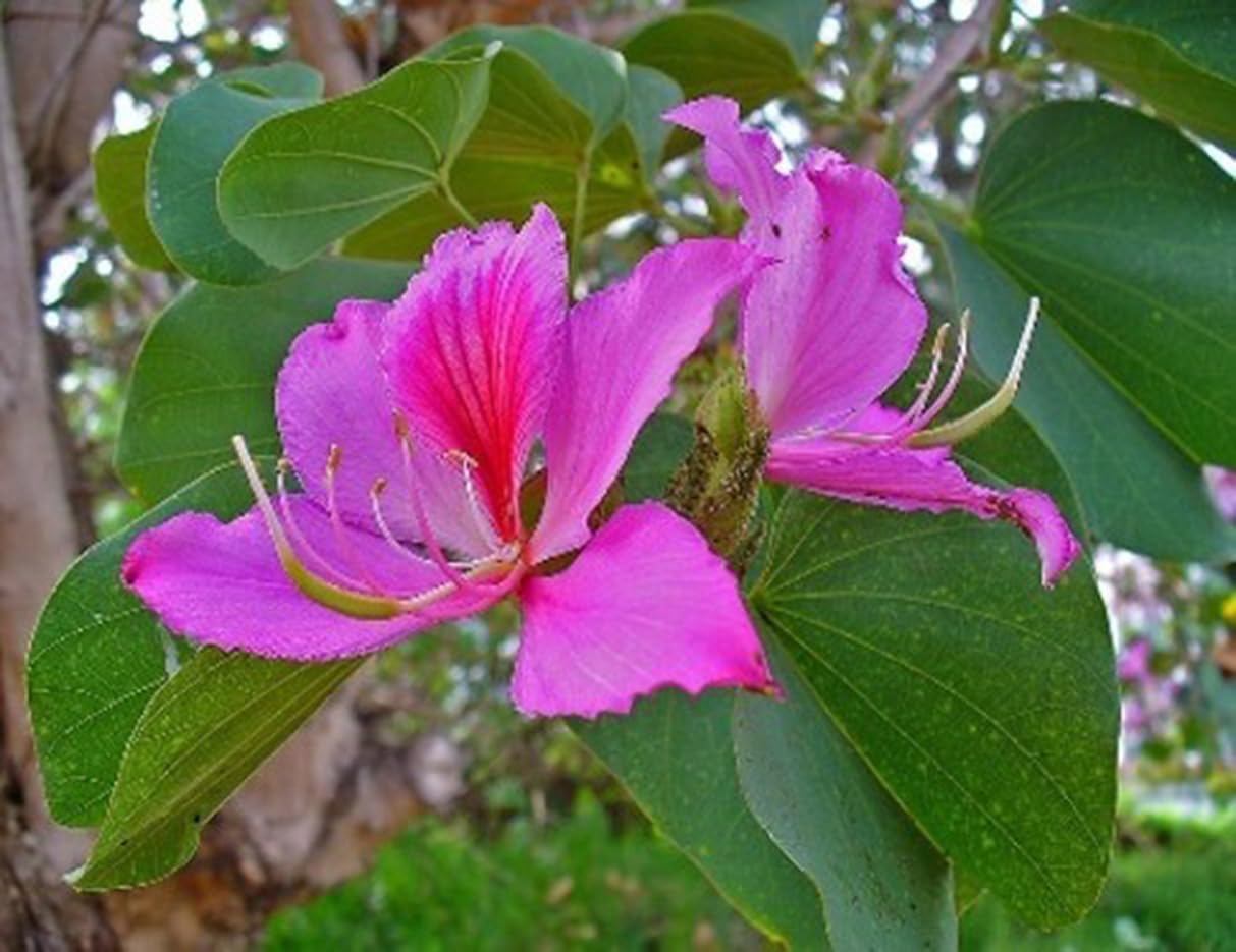 BLOOMING PLANT Pink Kanchan Flower Plant (Bauhinia Purpurea 