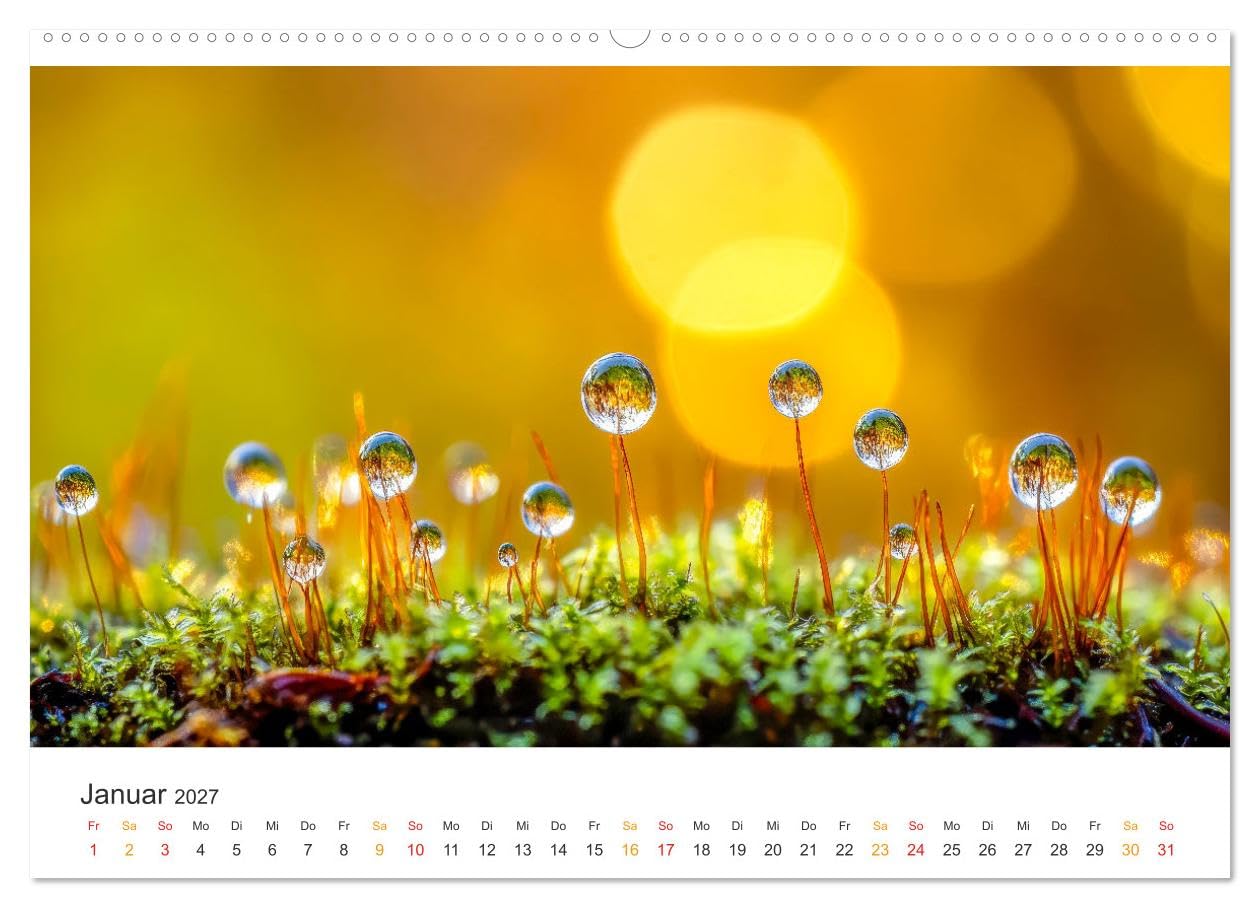 CALVENDO - Zauber der Tropfen (Wandkalender 2027 DIN A2 quer), Monatskalender: Der Zauber des Morgentaus - eine glitzernde Natur.