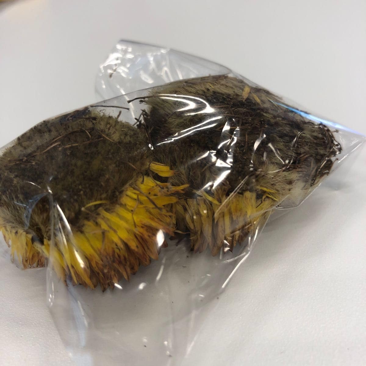 Amazon.co.jp: 黄色 ヘリクリサムタネ 種 ムギワラギク 麦藁菊の Amazon.co.jp: 黄色 ヘリクリサムタネ 種 ムギワラギク 麦藁菊の