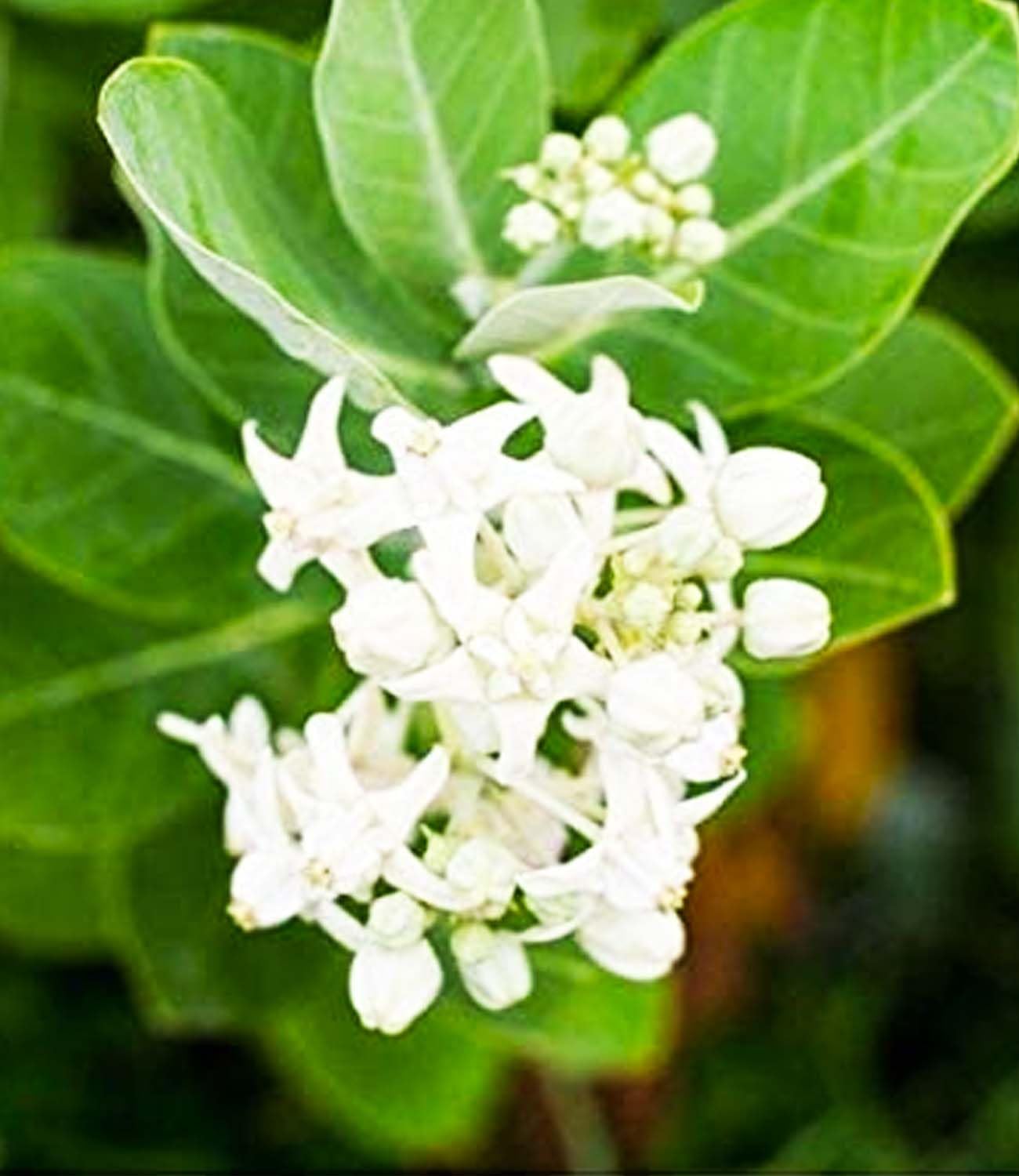 See full amazon price history chart for GREEN LINE Live White Aak Madar Calotropis Gigantea Medicinal Plant Average Height 1.5 Feet (1 Healthy Live Plant) GREEN LINE Live White Aak Madar Calotropis Gigantea Medicinal Plant Average Height 1.5 Feet (1 Healthy Live Plant) (B0B9Y4MKSH) Amazon Price History, Amazon Price Tracker