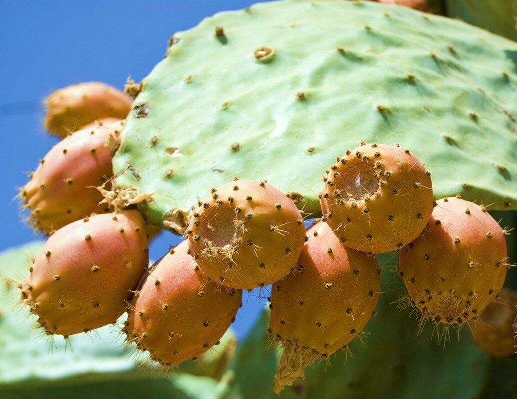 Nopal Yellow Fruit Nopalina Nopalea (PKD) Exotic Edible Cactus Sweet Juice 20 Seeds