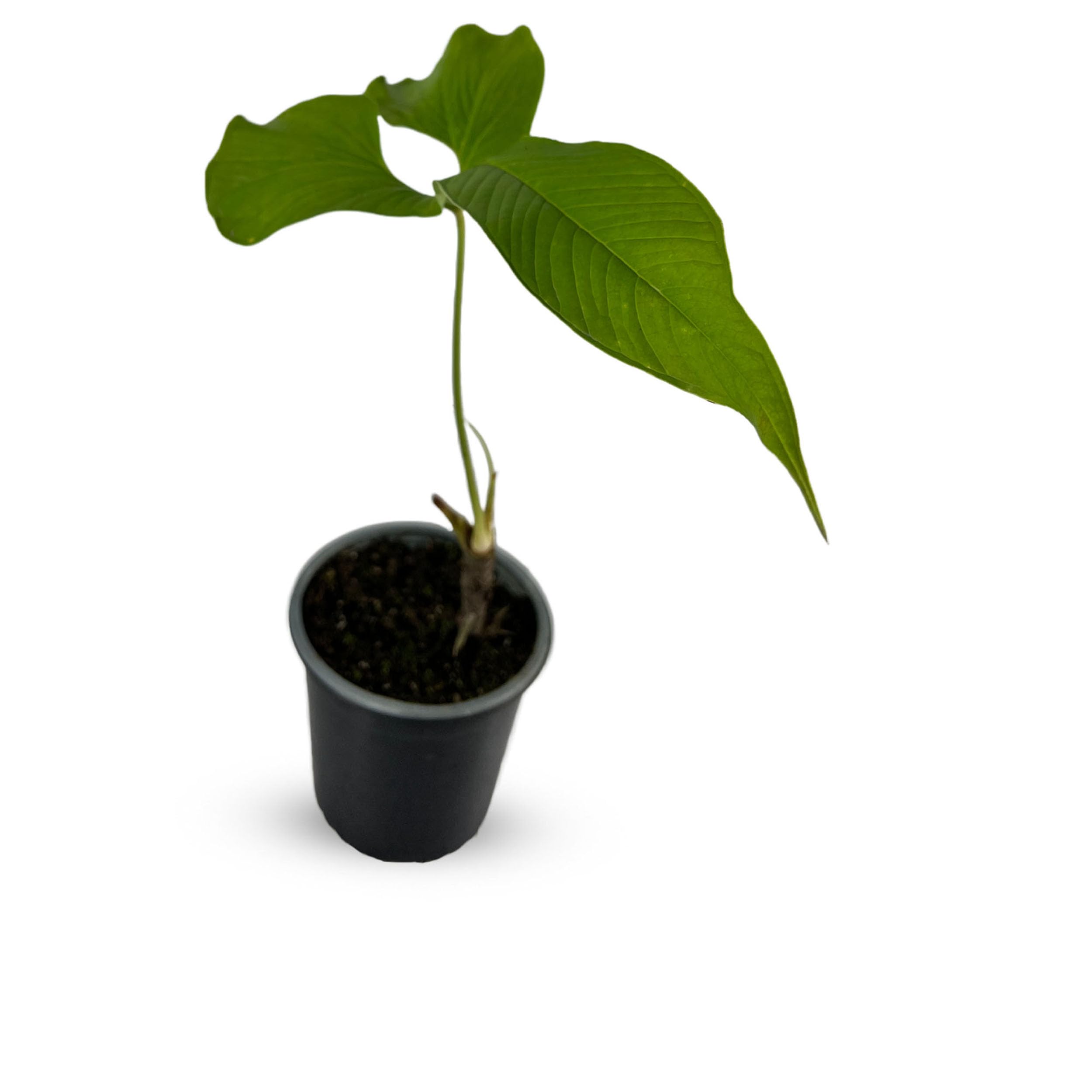 Amazon.com : LEAL PLANTS ECUADOR Anthurium Draconopterum| Lush