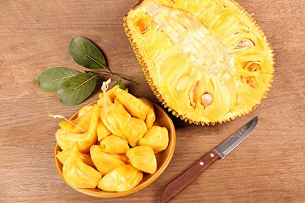 Creative Farmer Live Plant Jack Fruit All Season Plant Honey Jackfruit Low Bearing Of Indian Origin Rare Exotic Plants Garden Plant(1 Healthy Live Plant)
