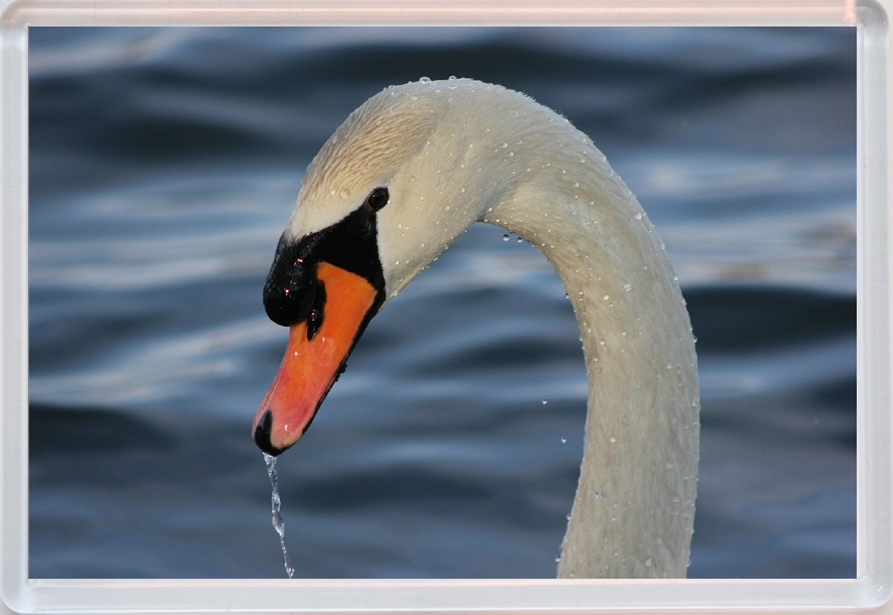 Baked Bean Store Beautiful Swan - Jumbo Fridge Magnet