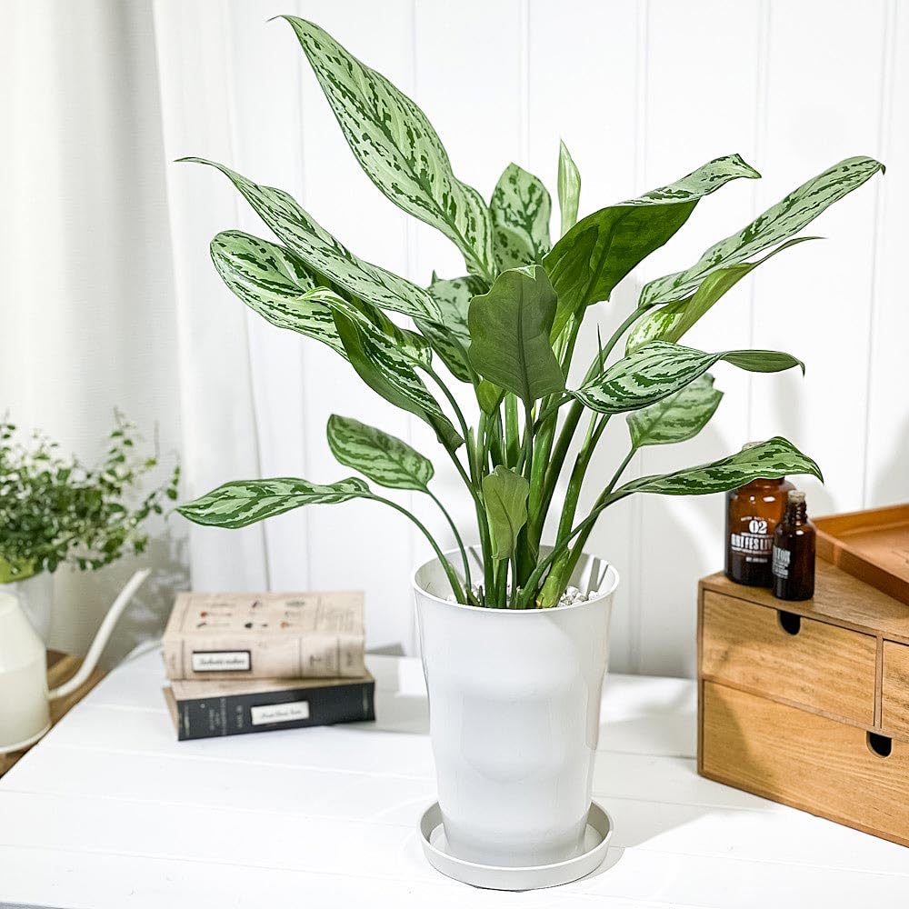 Amazon｜PLANCHU 観葉植物 アグラオネマ シルバークイーン 6号鉢