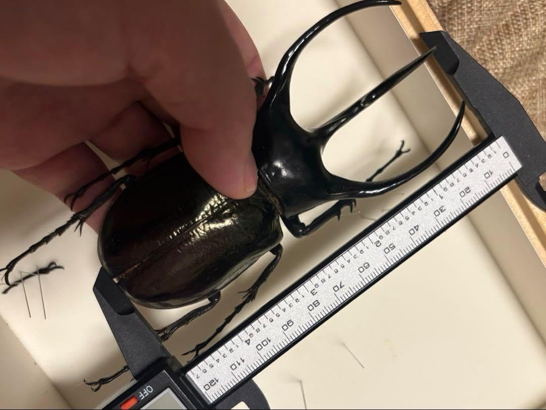 蝶標本　ウスバシロチョウ(ヒメウスバ)、エゾシロチョウ、大型ドイツ標本箱二箱入り 蝶標本 ウスバシロチョウ(ヒメウスバ)、エゾシロチョウ、大型ドイツ