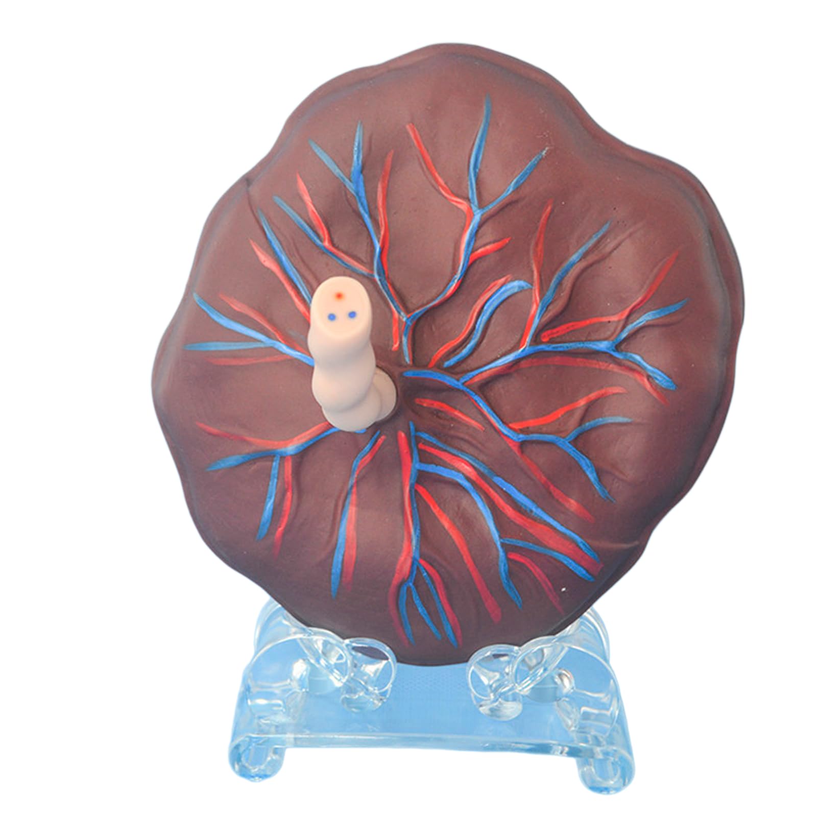 YRQMGSF Umbilical Cord and Placenta Model Placenta Umbilical Cord Anatomy Model for Obstetrics and Gynecology Teaching Tools