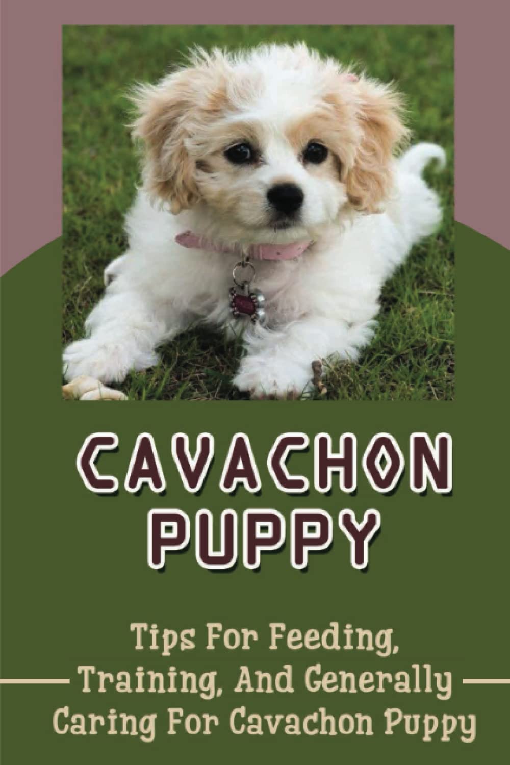 Cavachon Puppy: Tips For Feeding, Training, And Generally Caring For Cavachon Puppy
