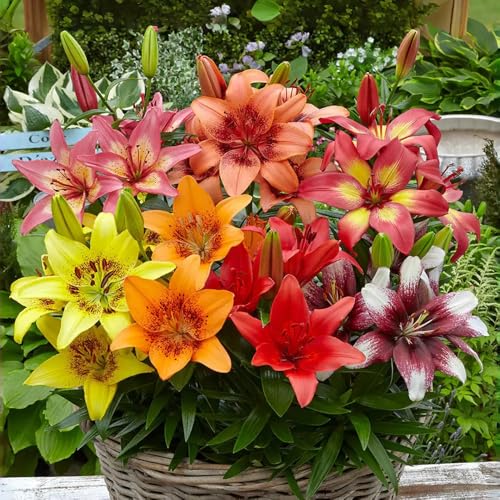 bulbi di gigli resistenti perenni, gigli degli alberi piante in vaso per esterno i tuberi dei gigli sono resistenti bulbi da fiore fiori da balcone bulbi decorativi a precoce 6pcs