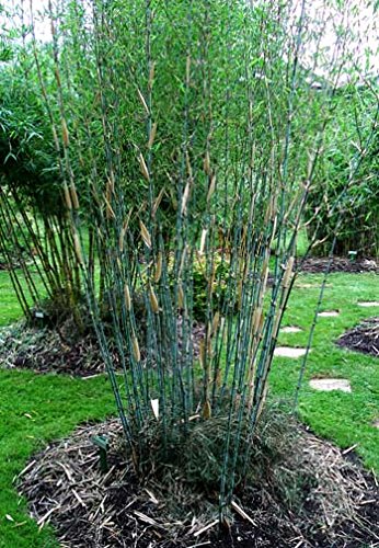 Thamnocalamus Crassindous, Rare Live Clumping Bamboo Plant For Hedge Or Specimen #1 Size Live Plant #TOP4