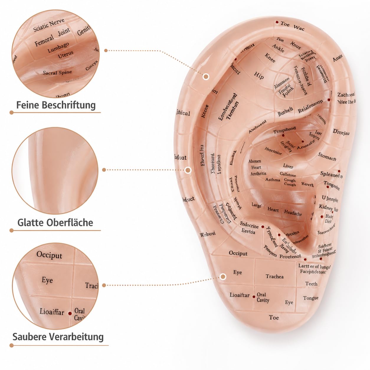 Ohrakupunktur- Tool Menschliches Ohr Anatomisches Ohr Punkt Vaccaria Acupoint Englische Charaktere Chinesische Massage Lehrrequisite Diagramm Ohrakupunktur