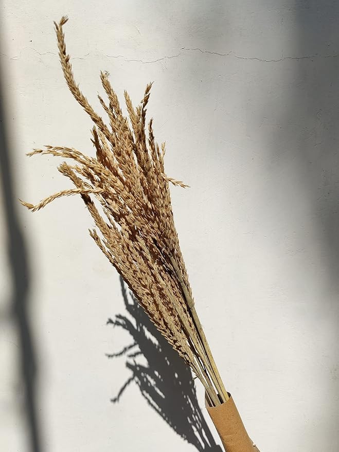 Dried Dhaan Grass, 8Pcs Pampas Grass Decor, Pompous Grass Plants for Wedding Kitchen Yard Home Decor, Boho Pampas Grass/ Home Life-image-48