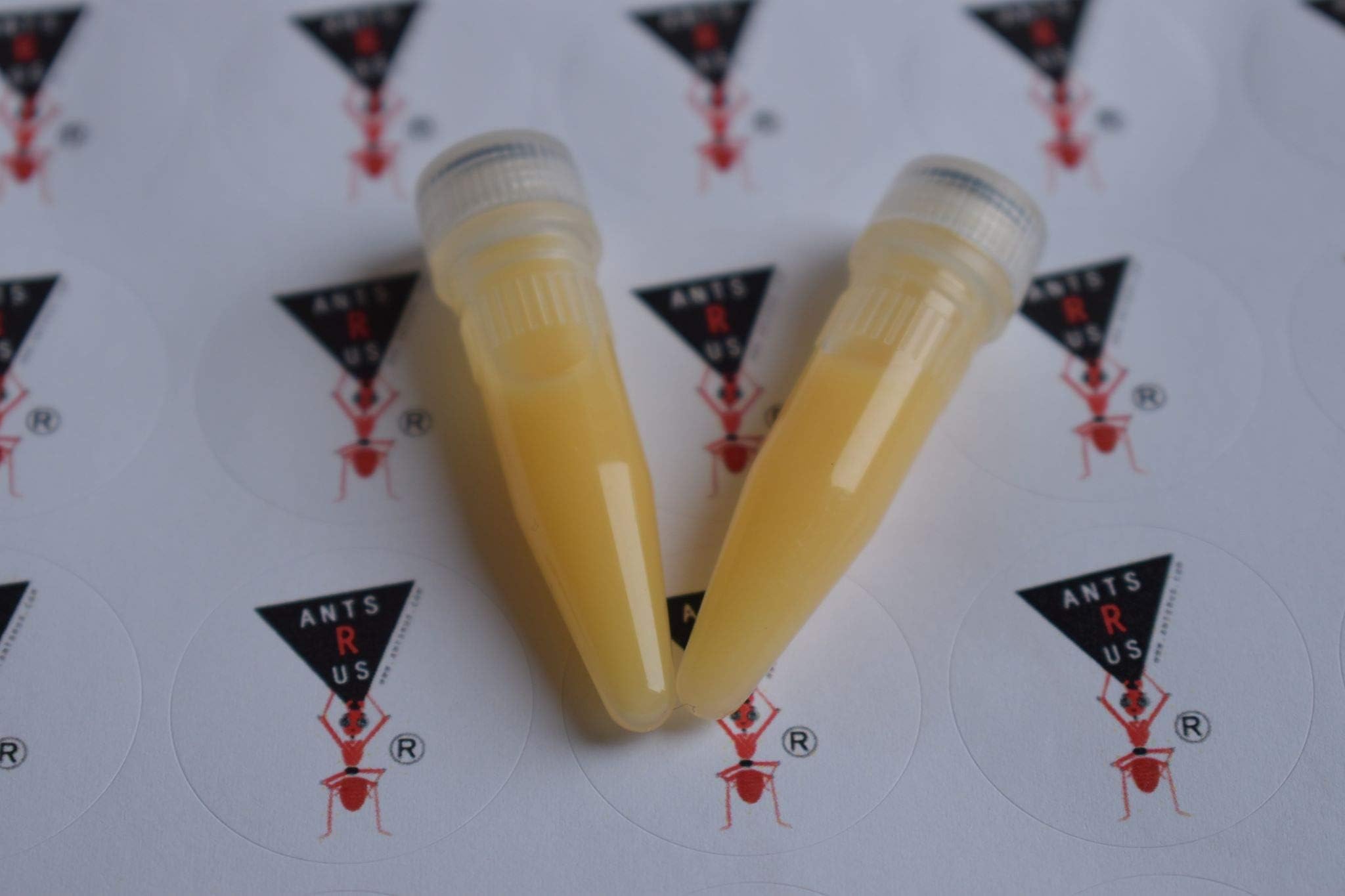Protein Shake for live queen ant and ants! (2 vials)