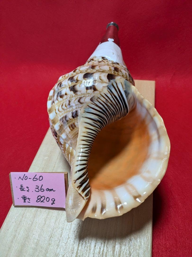 法螺貝　ＮＯ−５４Ｓ ホラ貝、和楽器、和太鼓、修験道 法螺貝 NO−54S ホラ貝、和楽器、和太鼓、修験道