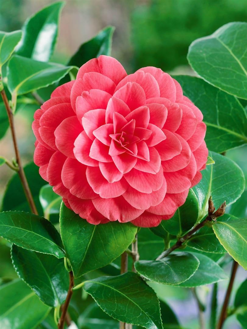 Camellia japonica 'Mrs Tingley' 40-60 cm - Camellia, Light Pink Flowers,  Flowering Time February-April, Ideal for Tubs, Evergreen, Easy to Clean :  Amazon.de: Garden
