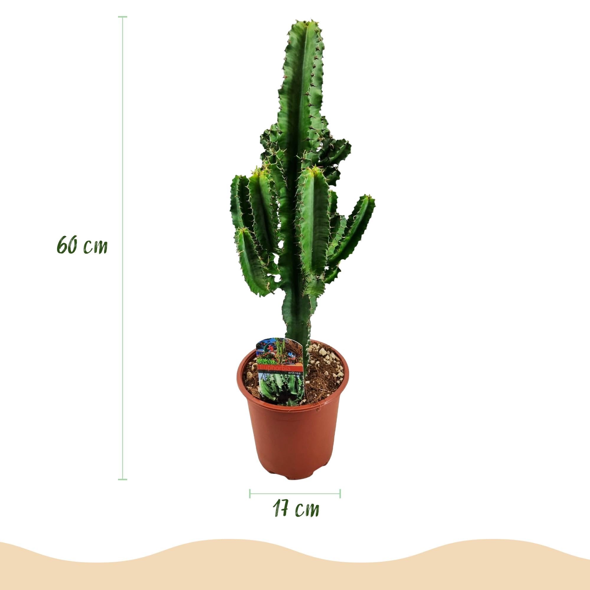 Euphorbia eritrea - Latte africano - 2 piante - 60 cm - 17 cm - Cactus euforbia verde con accenti rossastri - Piante grasse di facile manutenzione