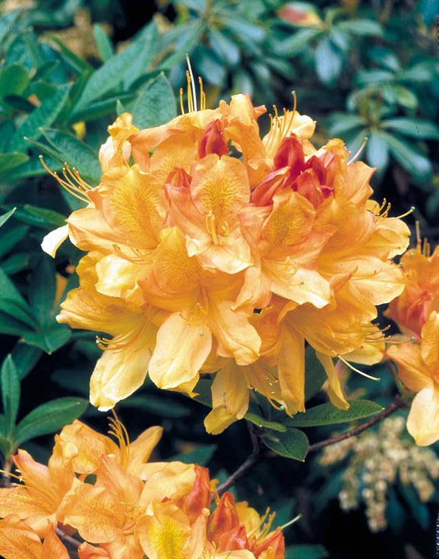 Yellow Azalea Flower Live plant Rhododendron luteum Flower Live Plant For Home Garden Roof Top 1.5 ft Pack of 1 Without Pot (B0D22RJHZF) Amazon Price History, Amazon Price Tracker