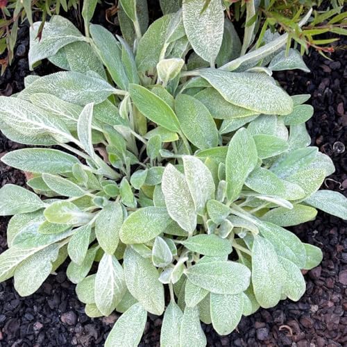 semillas de milenrama lanosa - jardín cobertura del suelo resistentes 25pcs