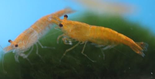 Familia de 6 camarones Sunkist Vivo Naranja para acuario o tanque de peces