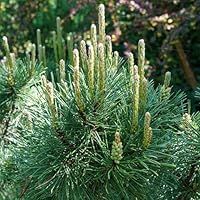 Pinus Pumilio - Dwarf Mountain Pine Evergreen Rockery Plants Outdoor Garden Ready Conifer Trees for Gardens - Evergreen Trees for the Garden Growing Well in Beds, Borders (9cm Pot, 20-30cm)