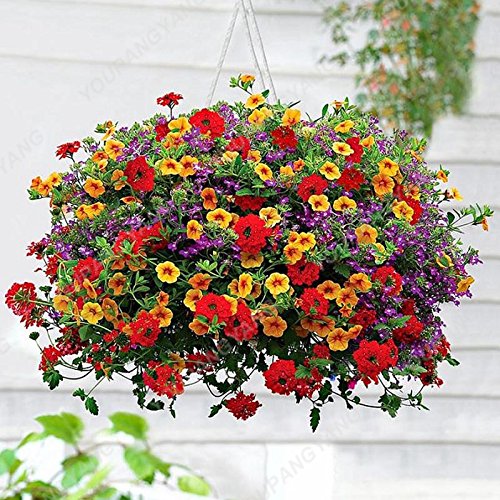 Graines de pétunia de couleurs mélangées pour bonsaï, belles graines de fleurs, plantes de jardin, graines de pétunia, balcon, cadeau rare pour la décoration de la maison, prune Paquet de 500 graines