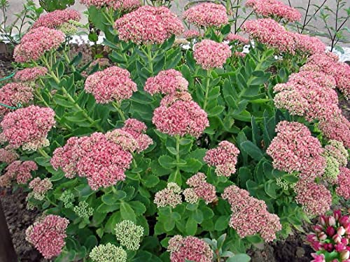 Vistaric Mix-Colori Semi di Stonecrop 50 pz/borsa Sedum Spectabile Boreau Semi di Fiori Bellissimo Fiore Giardino di Casa Pianta Bonsái