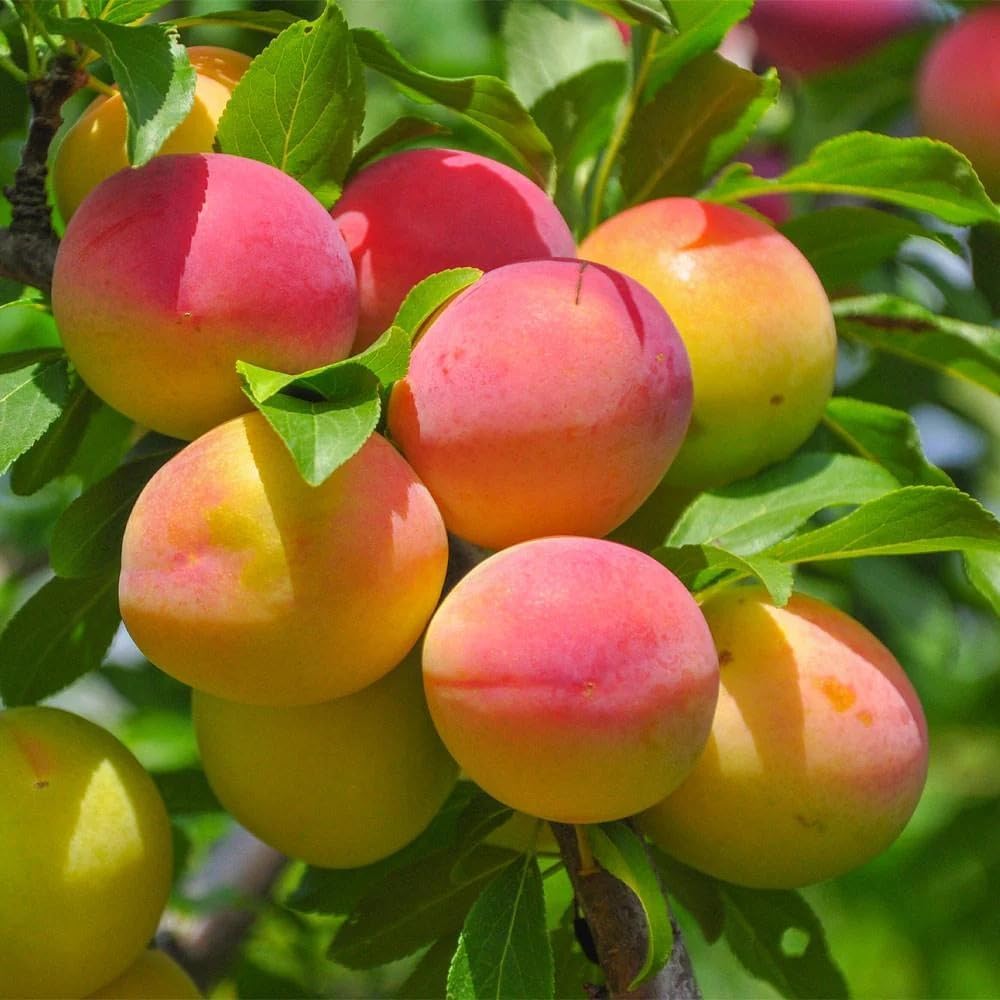 Healty vibe Apricot (Grafted) 1.5-3.5 Ft Hybrid Fruit Plant (Pack Of 1) (B0CV17DQ63) Amazon Price History, Amazon Price Tracker